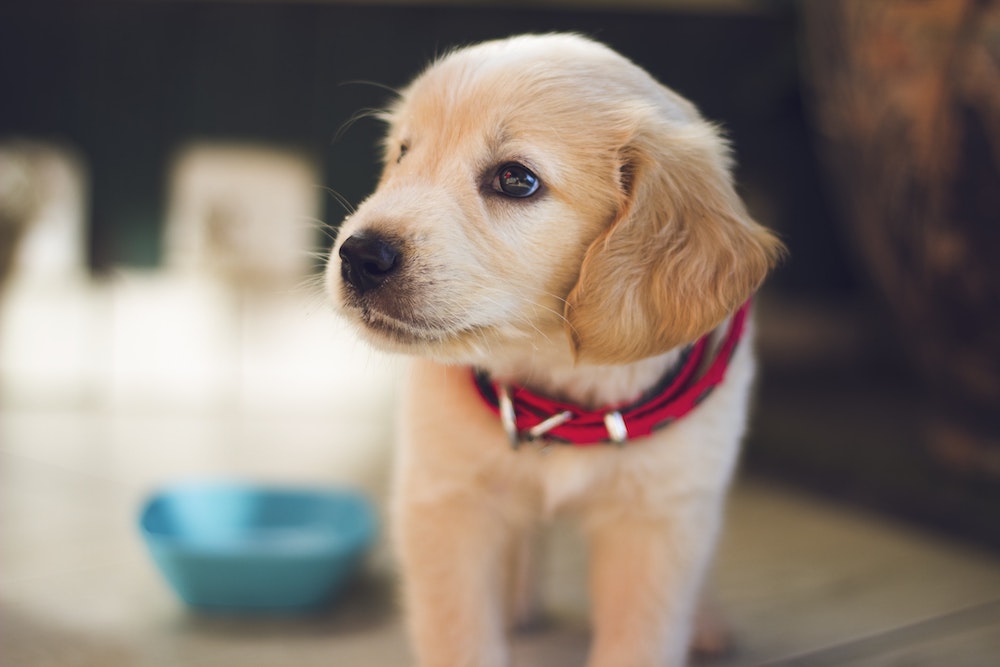 pet health insurance Montgomery TX