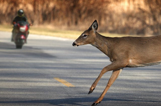 Deer-Motorcycle